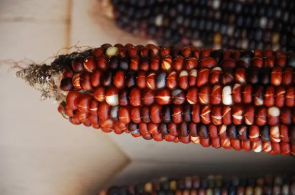 Кукуруза в сельской местности — стоковое фото