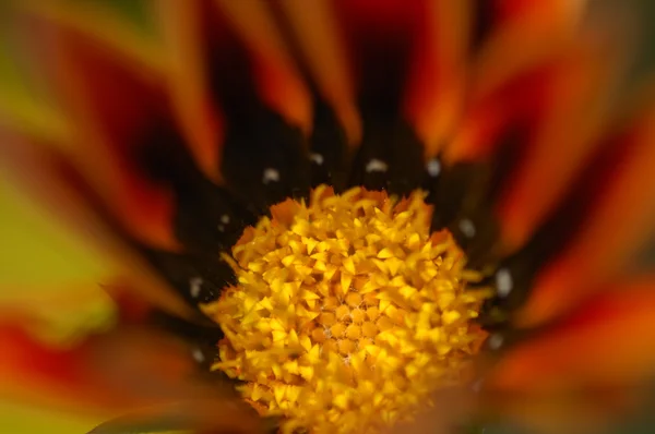 Micro shot des fleurs — Photo