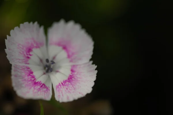 Micro tiro das flores — Fotografia de Stock