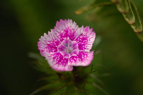 A virágok mikrofotója — Stock Fotó