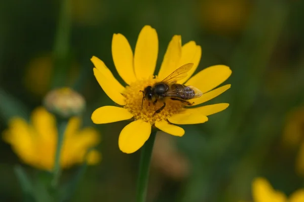 Mikroaufnahme der Blumen — Stockfoto