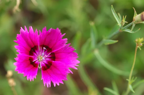 Micro plano de las flores —  Fotos de Stock