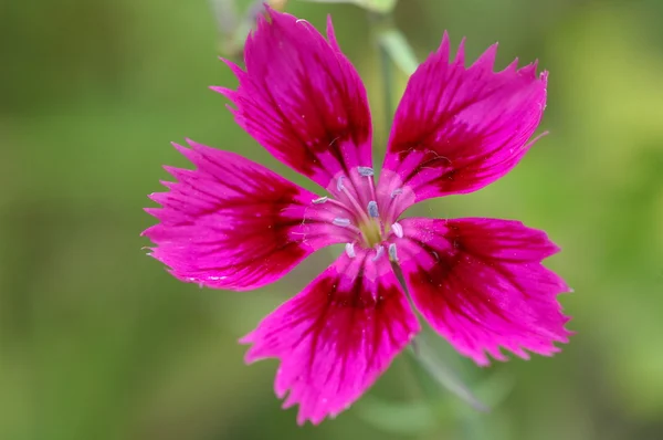 Micro plano de las flores — Foto de Stock