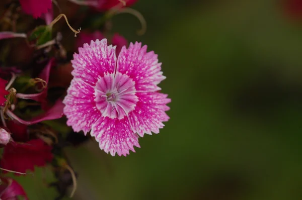 Micro plano de las flores — Foto de Stock