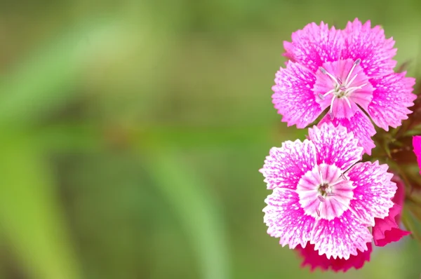 Micro shot of the Flowers