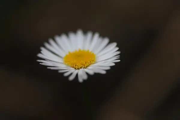 Micro tiro das flores — Fotografia de Stock