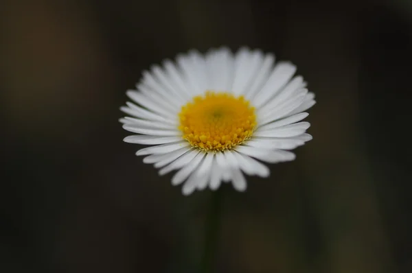 Micro tiro das flores — Fotografia de Stock
