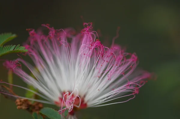 A virágok mikrofotója — Stock Fotó