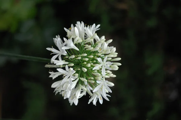 Mikrobild av blommorna — Stockfoto