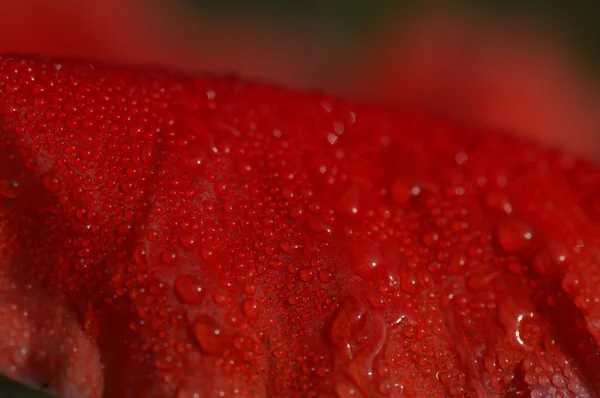 Micro tiro das flores — Fotografia de Stock