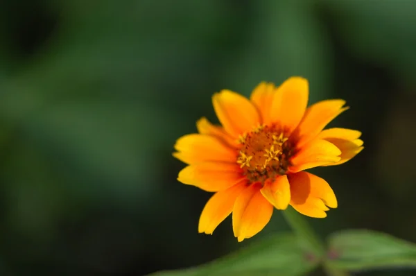 Mikrobild av blommorna — Stockfoto