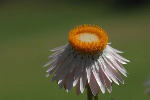 Μικροσκοπική λήψη των λουλουδιών — Φωτογραφία Αρχείου