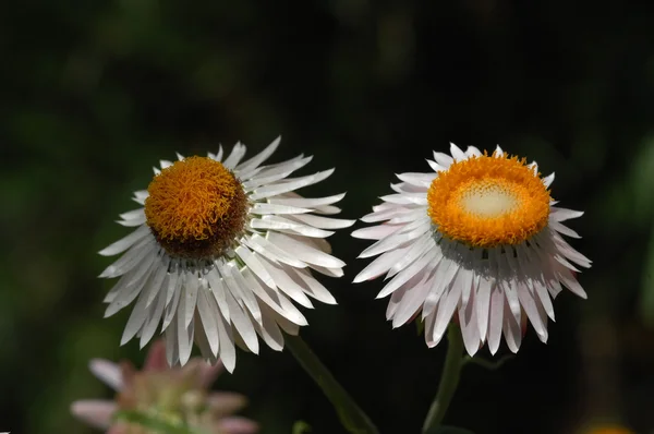 Mikrobild av blommorna — Stockfoto