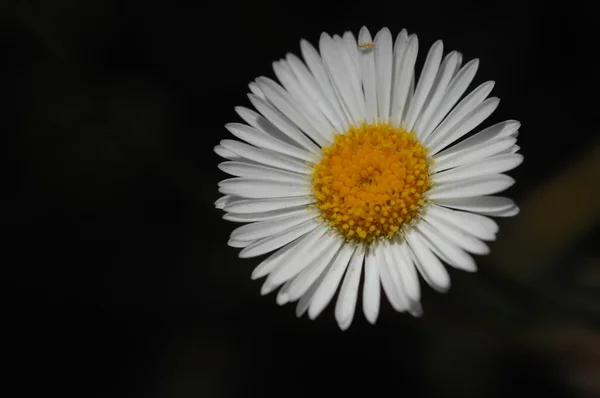 Mikrobild av blommorna — Stockfoto