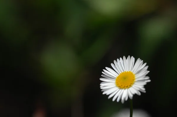 A virágok mikrofotója — Stock Fotó