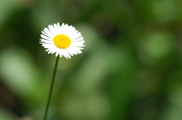 Μικροσκοπική λήψη των λουλουδιών — Φωτογραφία Αρχείου