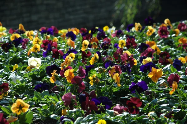 Flowers in the Garden — Stock Photo, Image