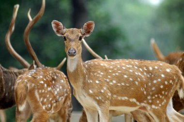 Hayvanat Bahçesi parkta güzel geyik