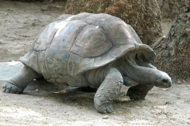 Kaplumbağa Hayvanat Bahçesi