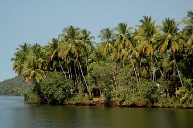 Bahçedeki ağaçlar ve park