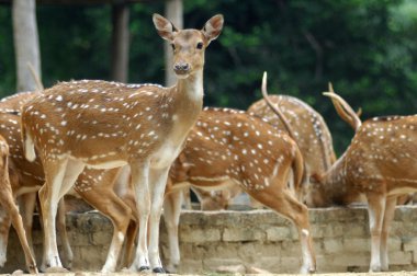 Ormandaki geyik ayakta