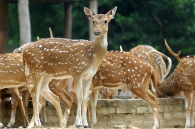 Ormandaki geyik ayakta