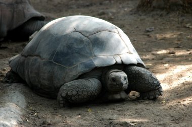 Kaplumbağa Hayvanat Bahçesi