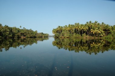 Bahçedeki ağaçlar ve park