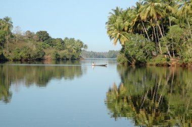 Bahçedeki ağaçlar ve park