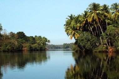 Mikro kadar yakın çekim yapraklar