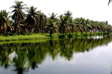 Mikro kadar yakın çekim yapraklar