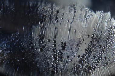 Mikro kadar yakın çekim yapraklar