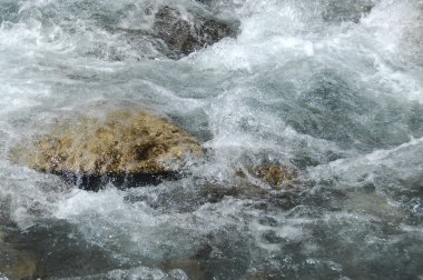 Mikro kadar yakın çekim yapraklar
