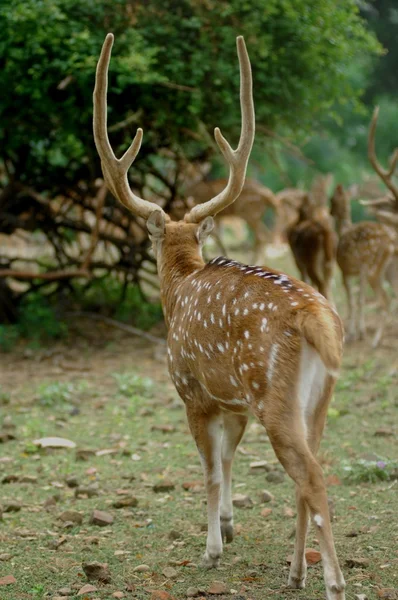 Piękny Deer Park zoo — Zdjęcie stockowe