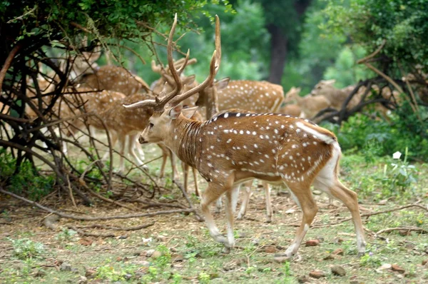 Piękny Deer Park zoo — Zdjęcie stockowe