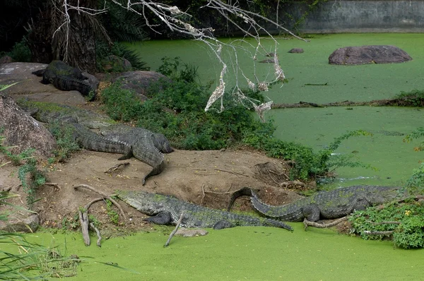 Krokodil erdők Mohos vízben — Stock Fotó