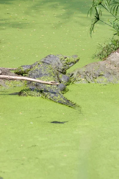 Crocodilo na água musgosa na floresta — Fotografia de Stock