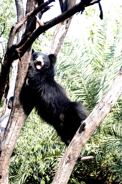 Ours dans les forêts tropicales — Photo