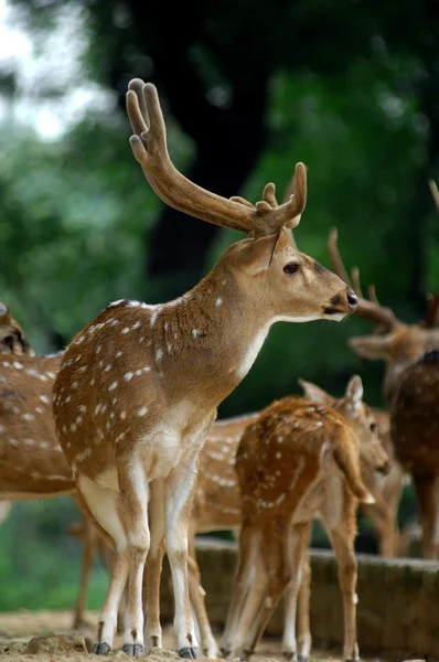 Beau cerf dans le parc zoologique — Photo