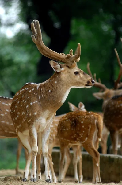 Beau cerf dans le parc zoologique — Photo