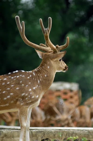 Beau cerf dans le parc zoologique — Photo