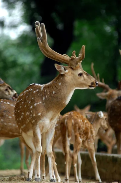 Beau cerf dans le parc zoologique — Photo