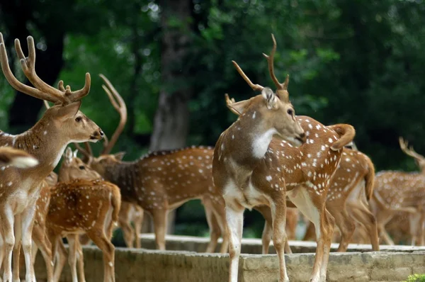 動物園公園の美しい鹿 — ストック写真