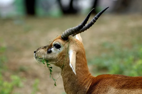 Deer standing in the forest — Stock Photo, Image