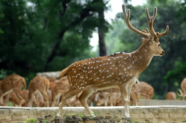 Veados em pé na floresta — Fotografia de Stock