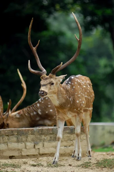 Cerfs debout dans la forêt — Photo