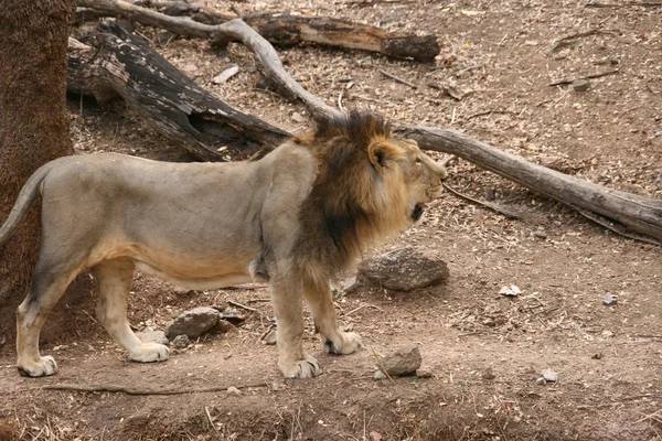 Lion mâle Détente dans le zoo — Photo