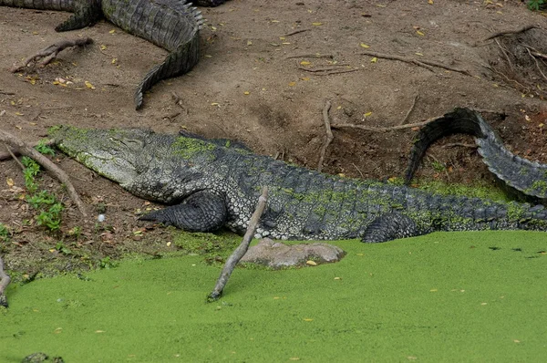Крокодил у моховинній воді в лісі — стокове фото