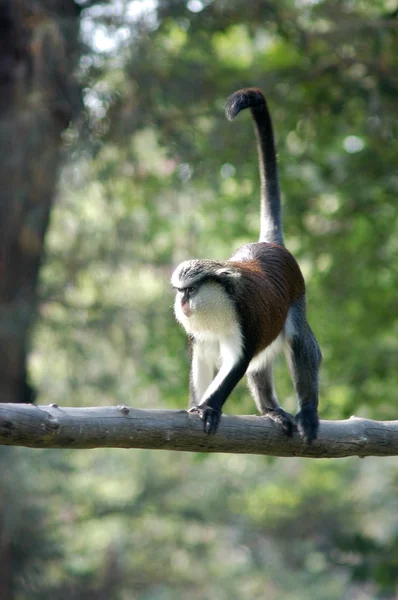 Close up of Monkey on Tree — Stock Photo, Image