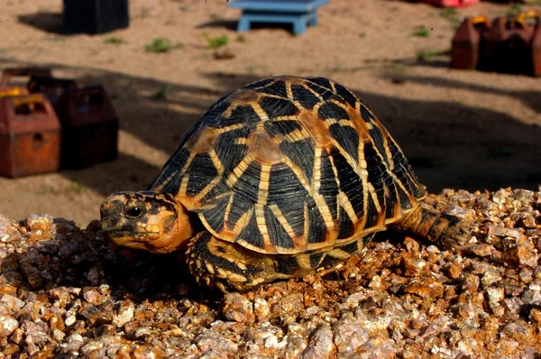 Sköldpaddan i djurparken — Stockfoto